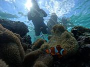 シュノーケリング