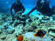 クマノミとショット