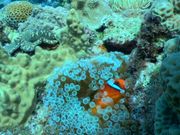 イソギンチャクのふわふわベッド