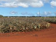 パイナップル畑