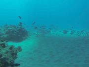 綺麗なお魚たくさん！