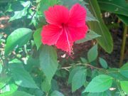 ハイビスカス