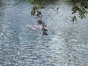 湯布院の金鱗湖