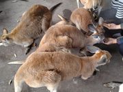 お腹ペコペコ？