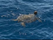 息継ぎするウミガメさんを