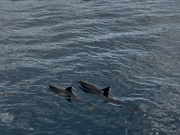 船の周りのイルカさん