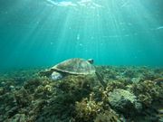 リアルな石垣島の海です