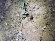 思ったより虫いません