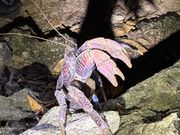 めちゃでかのヤシガニ！