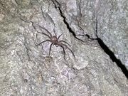 デカイけど数は少ないです。