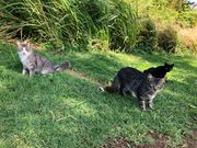 美人猫ちゃん達