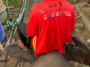 象の上からの目線