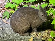 アマミノクロウサギ