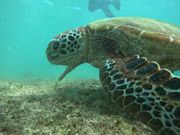 撮ってもらった亀です