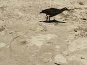 食べものを取られないように、あげないようにして下さい