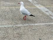 群れをなした家族がいます