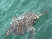 グリーン島のウミガメ