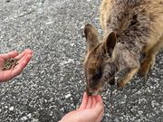 野生ワラビーの餌やり