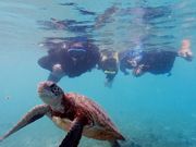 海ガメシュノーケル