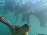 海ガメを必死に追いかける(笑)