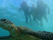 海ガメシュノーケル