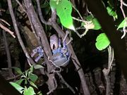 ヤシガニ発見💡