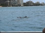 帰りのクルーズでイルカも！