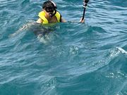 雨上がりの海でもウミガメ！
