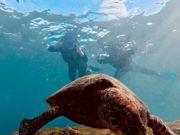 ウミガメとスリーショット