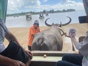 由布島に渡る水牛