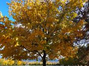 最高の景色でした🍁