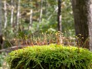 300種類もある苔の可愛い表情を観察