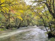 渓流に沿って光と音と匂いを捉えて、奥入瀬の豊かな表情に気づかせてくれました。