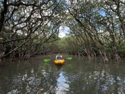 マングローブカヌー