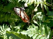 金作原原生林の蝶
