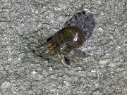 頑張ってる感あって可愛い