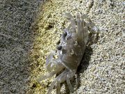 透き通ってて動き可愛い