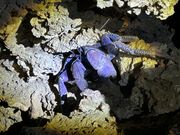 コバルトブルーがキレイ