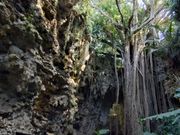 大主ガジュマル