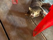 ローカルレストランの猫