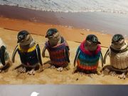 本物のペンギンは撮影禁止です。これは売店のショーウインドー