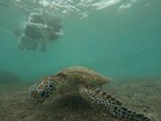ウミガメと写真が撮れました！