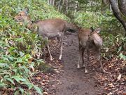鹿の親子と遭遇！