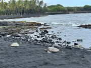 黒砂海岸にウミガメ