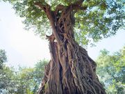 樹木と遺跡の共存!　プラサットチュレイ