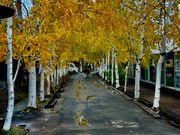 ファーム冨田の白樺並木