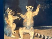 テナガザル〜旭山動物園