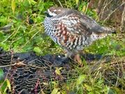 雷鳥〜旭山動物園