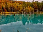 美瑛町の青い池