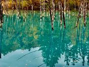 美瑛町の青い池
